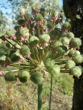 allium vineale ? - Allium cfr. nigrum